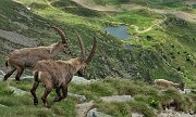Corno Stella (2620 m) con Montebello, solo, in compagnia degli stambecchi il 22 giugno 2020  - FOTOGALLERY